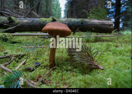 Un champignon dans une forêt de pins de Cumbrie Banque D'Images