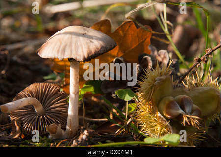 Arrangement d'automne des champignons, des feuilles de chêne, pin et châtaignier dans Eskdale, Lake district, Angleterre Banque D'Images