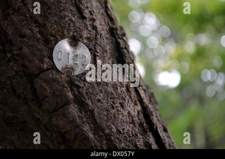 Tronc de l'arbre avec l'étiquette du numéro d'identification Banque D'Images