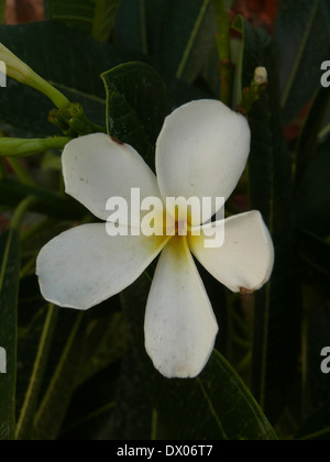 Blanc fleur de frangipanier, Plumeria rubra Banque D'Images