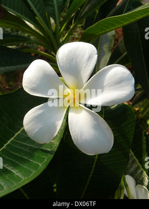 Blanc fleur de frangipanier, Plumeria rubra Banque D'Images