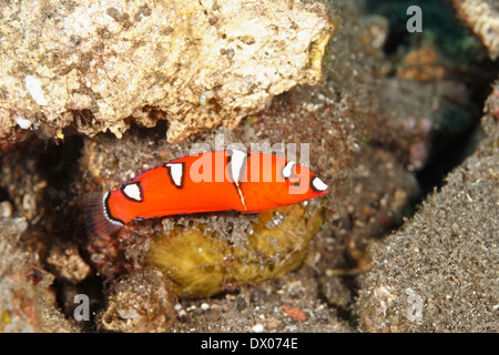 Limande juvénile Coris Wrasse, Coris gaimard. Ces poissons changer leur apparence lorsqu'ils deviennent adultes à taille adulte. Banque D'Images