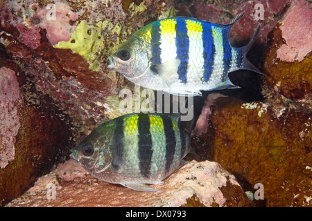 Le sergent Damselfish, également connu sous le nom de sergents-majors, Abudefduf vaigiensis. Paire accouplée, femelle en ponte Banque D'Images