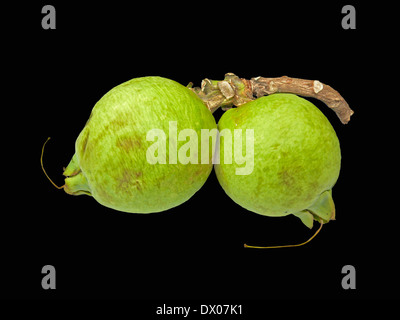 Fruits de Careya arborea Roxb, Careya arborea Banque D'Images