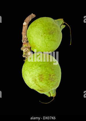 Fruits de Careya arborea Roxb, Careya arborea Banque D'Images