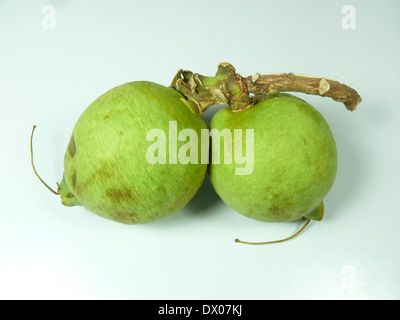 Fruits de Careya arborea Roxb, Careya arborea Banque D'Images