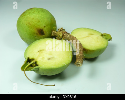 Fruits de Careya arborea Roxb, Careya arborea Banque D'Images