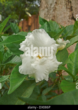 Tabernaemontana divaricata, Flore Pleno, jasmin, Œillet Crape de l'Inde, Pune, Maharashtra, Inde Banque D'Images