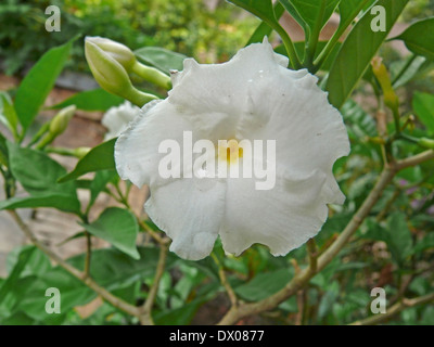 Tabernaemontana divaricata, Flore Pleno, jasmin, Œillet Crape de l'Inde, Pune, Maharashtra, Inde Banque D'Images