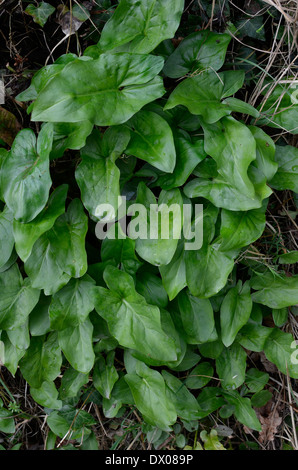 Les feuilles des jeunes Arum maculatum plante (sans les taches foliaires montrant). C'est considérée comme une plante très toxique. Appelé Cuckoo-chopine, Lords et Ladies. Banque D'Images