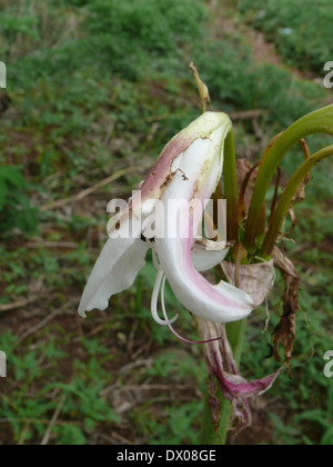 Crinum bulbispermum, Pune, Maharashtra, Inde Banque D'Images