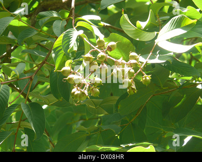 Fruits de la fierté de l'Inde, la Reine Crape Myrtle, Lagerstroemia speciosa Banque D'Images