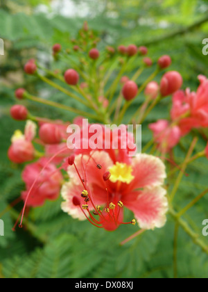 Caesalpinia pulcherrima, Peacock Flower Banque D'Images