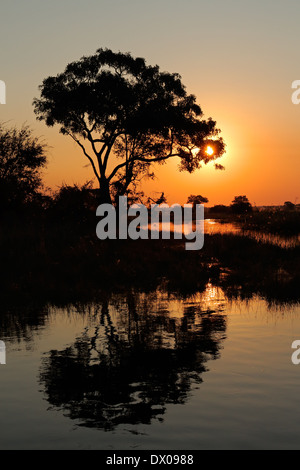 Paysage africain avec un arbre reflété dans l'eau au coucher du soleil, rivière Kwando, Namibie Banque D'Images