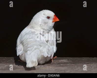 Blanc diamant mandarin (Taeniopygia guttata) Banque D'Images