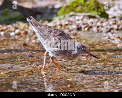 Chevalier Gambette (Tringa totanus) Banque D'Images