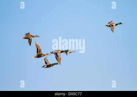 Le Canard colvert (Anas platyrhynchos) troupeau d'hommes et de femmes en vol. Photographié en Israël, en janvier Banque D'Images