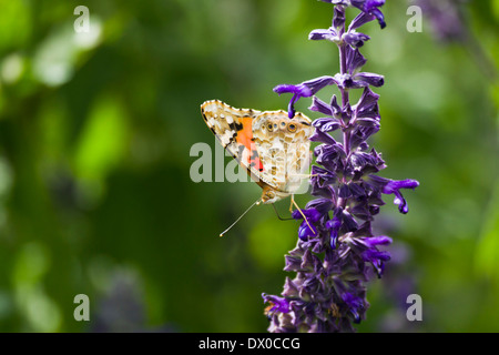 La belle dame (Vanessa cardui) Ce papillon se trouve en Europe, en Afrique du nord, et en Asie occidentale Banque D'Images