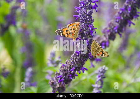 La belle dame (Vanessa cardui) Ce papillon se trouve en Europe, en Afrique du nord, et en Asie occidentale Banque D'Images