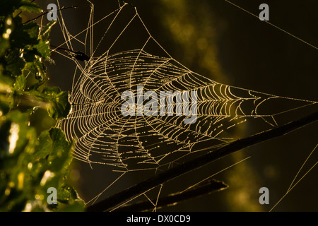 Spider web ronde au coucher du soleil, Israël Banque D'Images