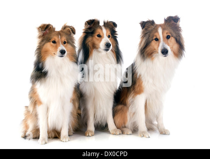 Les chiens de race shetland in front of white background Banque D'Images