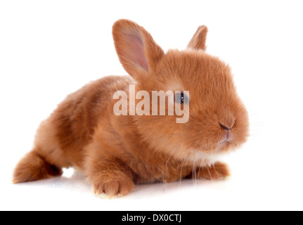 Jeune lapin fauve de Bourgogne in front of white background Banque D'Images