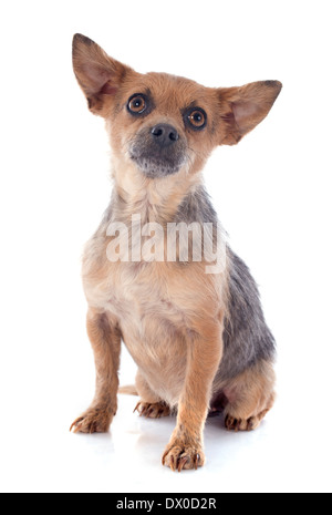 Chihuahua croisés in front of white background Banque D'Images