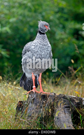 Chauna torquata Crested Screamer () Banque D'Images