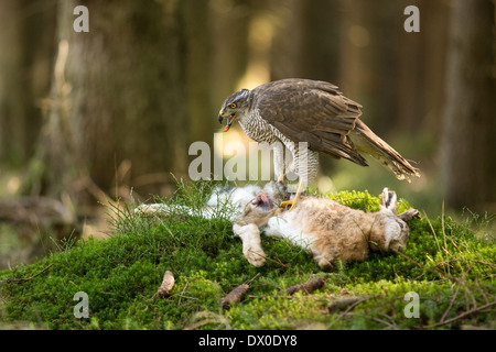 (L'Autour des palombes (Accipiter gentilis) qui se nourrit d'une European Brown Hare (Lepus europaeus) Banque D'Images