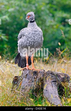 Chauna torquata Crested Screamer () Banque D'Images