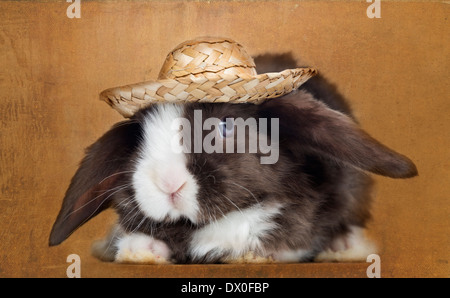 Mini Satin Lop rabbit face avec un chapeau de paille, sur fond marron vintage Banque D'Images