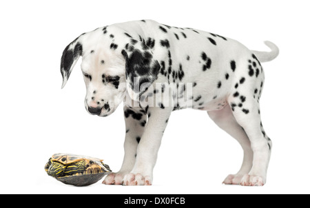 Chiot dalmatien, en regardant une tortue sur son dos in front of white background Banque D'Images