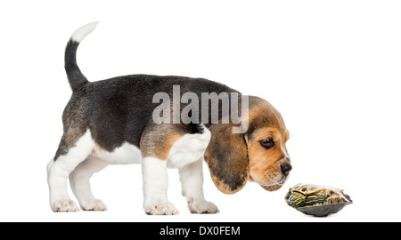 Vue latérale d'un chiot Beagle reniflant une tortue couchée sur le dos, in front of white background Banque D'Images