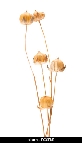 Gélules végétales de lin à sec, isolated on white Banque D'Images