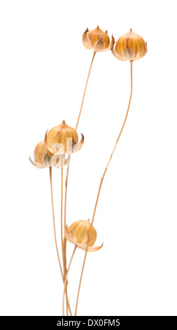 Gélules végétales de lin à sec, isolated on white Banque D'Images