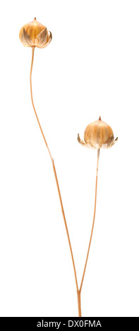 Gélules végétales de lin à sec, isolated on white Banque D'Images