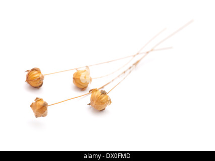 Gélules végétales de lin à sec, isolated on white Banque D'Images