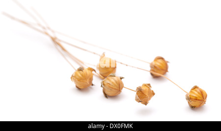 Gélules végétales de lin à sec, isolated on white Banque D'Images