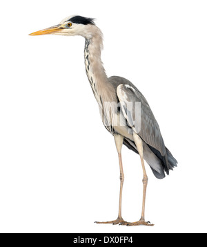 Vue latérale d'un héron cendré Ardea cinerea, permanent, 5 ans, contre fond blanc Banque D'Images