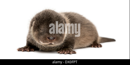 Otter pup couchée, les yeux fermés, 4 semaines, Lutra lutra, against white background Banque D'Images