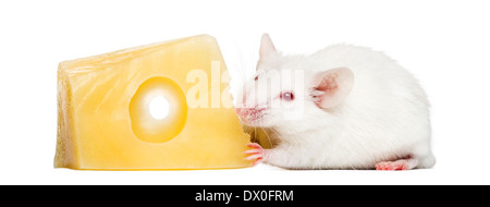 Souris blanche albinos manger du fromage, Mus musculus, in front of white background Banque D'Images