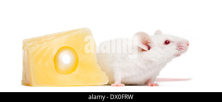 Souris blanche albinos à côté d'un morceau de fromage, Mus musculus, in front of white background Banque D'Images