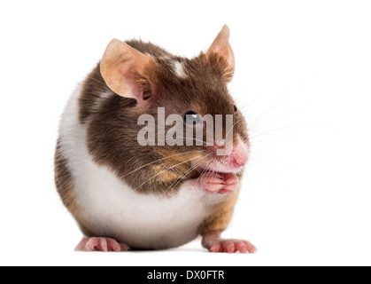 Maison commune, la souris Mus musculus, in front of white background Banque D'Images