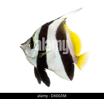 Vue latérale d'une Pennant Coralfish, Heniochus acuminatus, against white background Banque D'Images