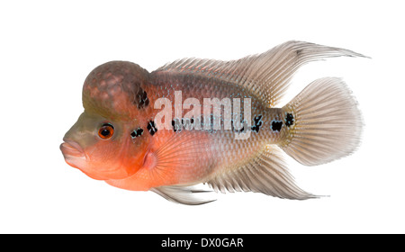 Vue latérale d'une légende vivante, cichlidés Flowerhorn, against white background Banque D'Images