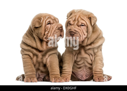 Deux Shar Pei chiots assis ensemble contre fond blanc Banque D'Images