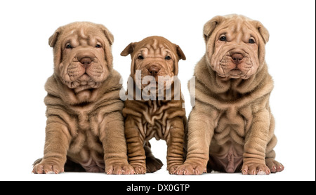 Vue de face de trois Shar Pei chiots assis, regardant la caméra contre fond blanc Banque D'Images