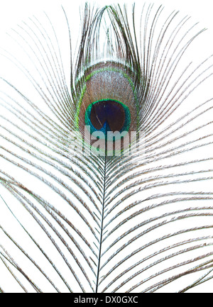 Peacock feather isolated on white Banque D'Images