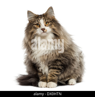 Norwegian Forest cat sitting in front of white background Banque D'Images