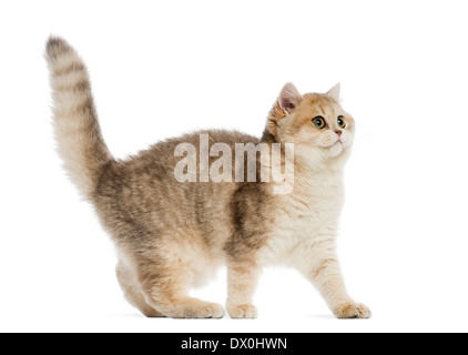British shorthair à alert in front of white background Banque D'Images
